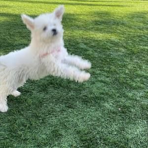 Meet your Posher, Scarlett